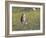 Burrowing owl sunning itself-Michael Scheufler-Framed Photographic Print