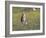 Burrowing owl sunning itself-Michael Scheufler-Framed Photographic Print