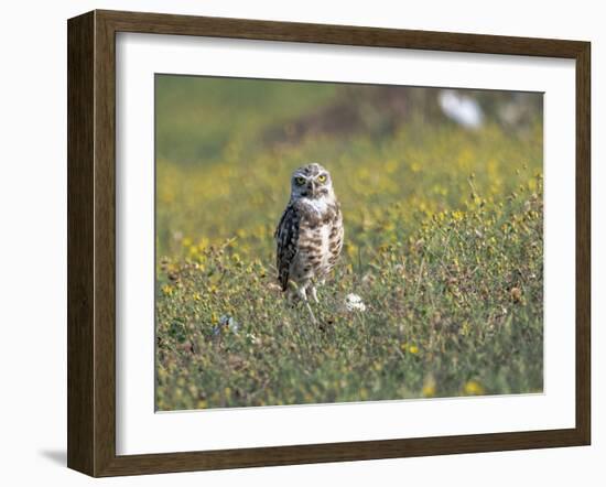 Burrowing owl sunning itself-Michael Scheufler-Framed Photographic Print