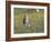 Burrowing owl sunning itself-Michael Scheufler-Framed Photographic Print