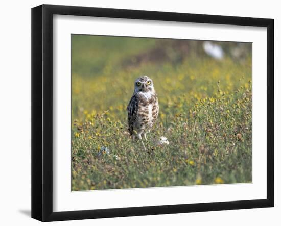 Burrowing owl sunning itself-Michael Scheufler-Framed Photographic Print