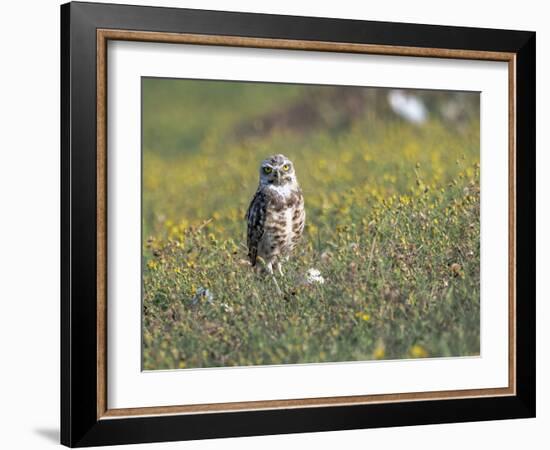 Burrowing owl sunning itself-Michael Scheufler-Framed Photographic Print