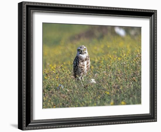 Burrowing owl sunning itself-Michael Scheufler-Framed Photographic Print