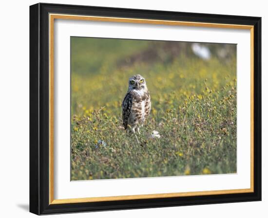 Burrowing owl sunning itself-Michael Scheufler-Framed Photographic Print