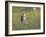 Burrowing owl sunning itself-Michael Scheufler-Framed Photographic Print