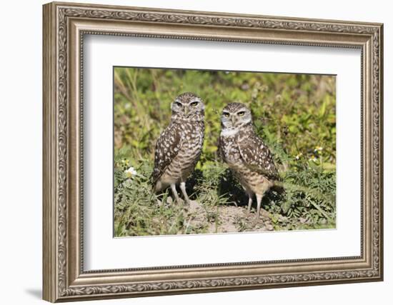 Burrowing Owl-Lynn M^ Stone-Framed Photographic Print