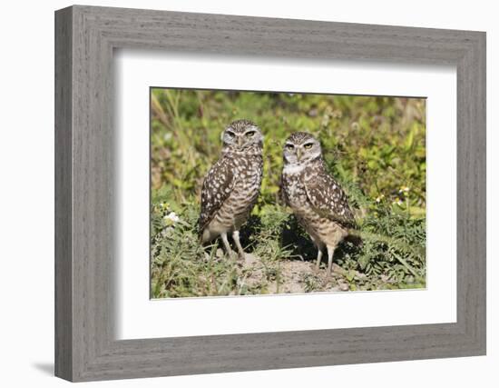 Burrowing Owl-Lynn M^ Stone-Framed Photographic Print