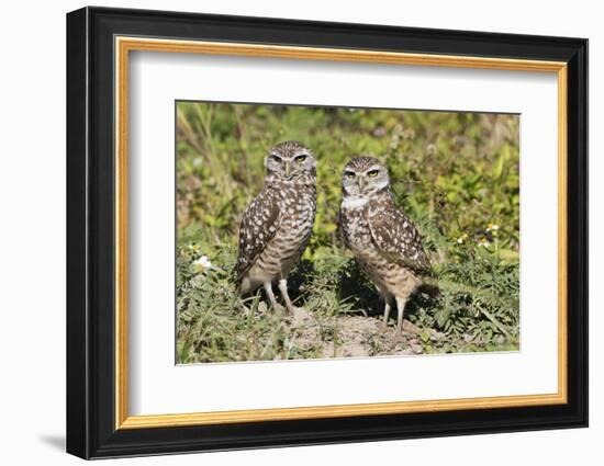 Burrowing Owl-Lynn M^ Stone-Framed Photographic Print