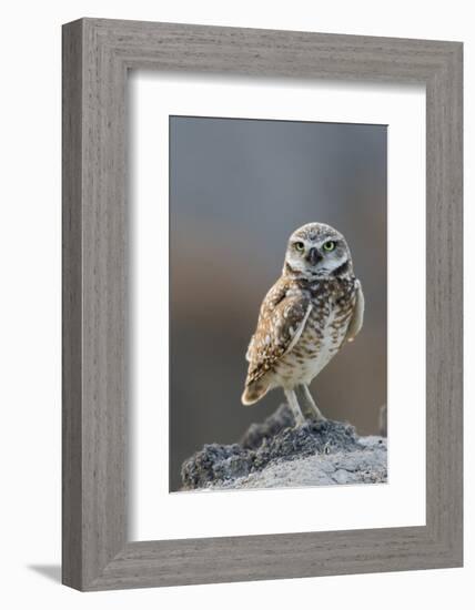 Burrowing Owl-Ken Archer-Framed Photographic Print