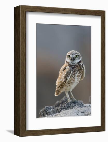 Burrowing Owl-Ken Archer-Framed Photographic Print