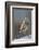 Burrowing Owl-Ken Archer-Framed Photographic Print