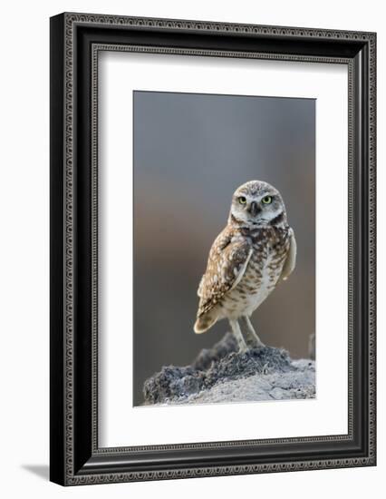 Burrowing Owl-Ken Archer-Framed Photographic Print