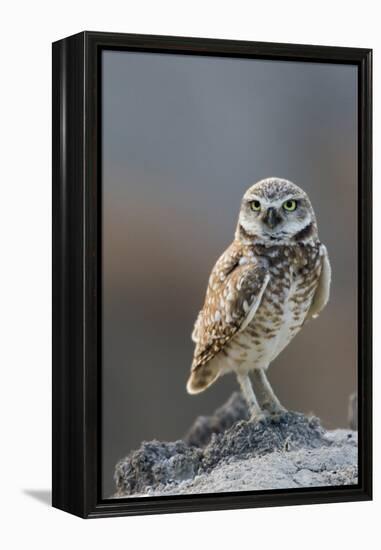 Burrowing Owl-Ken Archer-Framed Premier Image Canvas