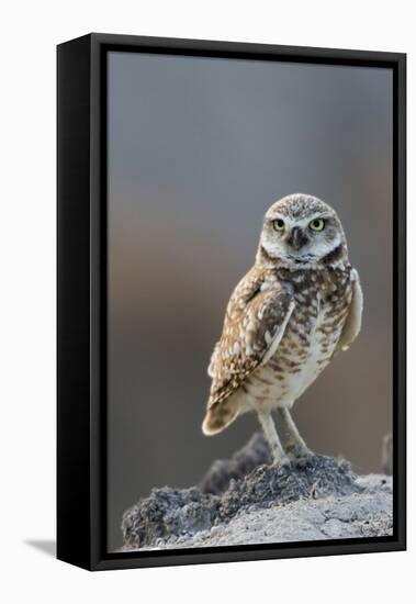 Burrowing Owl-Ken Archer-Framed Premier Image Canvas