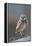 Burrowing Owl-Ken Archer-Framed Premier Image Canvas