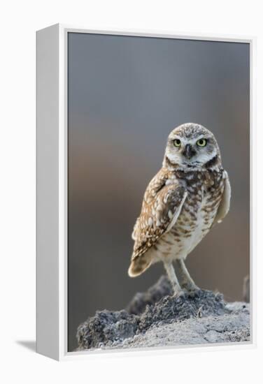 Burrowing Owl-Ken Archer-Framed Premier Image Canvas