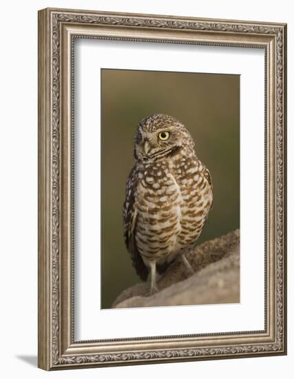 Burrowing Owl-Ken Archer-Framed Photographic Print