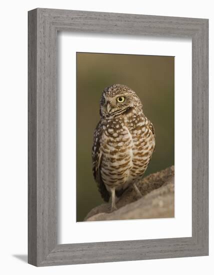 Burrowing Owl-Ken Archer-Framed Photographic Print