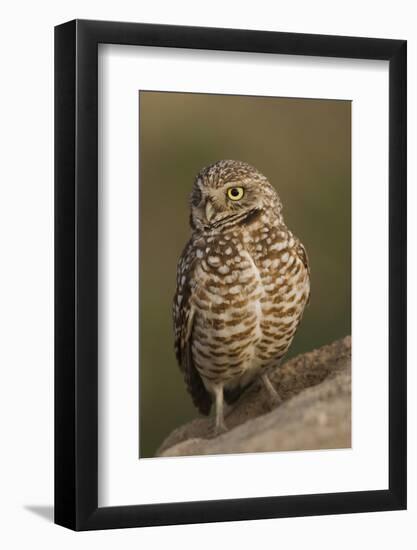 Burrowing Owl-Ken Archer-Framed Photographic Print