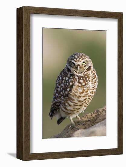 Burrowing Owl-Ken Archer-Framed Photographic Print