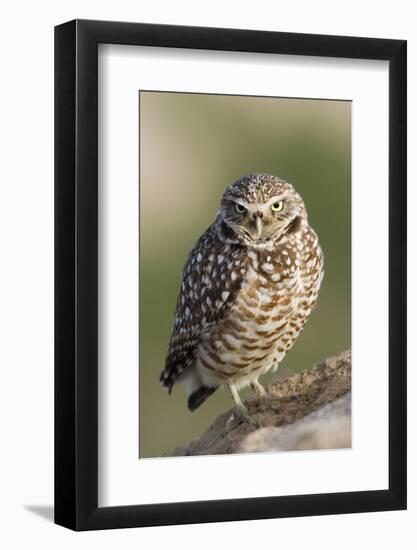 Burrowing Owl-Ken Archer-Framed Photographic Print