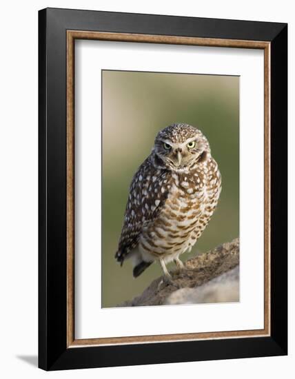 Burrowing Owl-Ken Archer-Framed Photographic Print