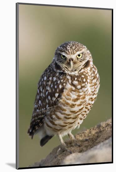 Burrowing Owl-Ken Archer-Mounted Photographic Print