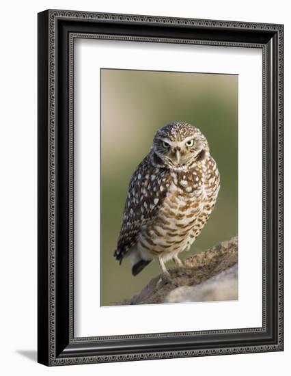 Burrowing Owl-Ken Archer-Framed Photographic Print