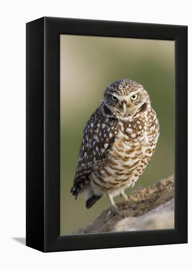 Burrowing Owl-Ken Archer-Framed Premier Image Canvas