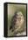 Burrowing Owl-Ken Archer-Framed Premier Image Canvas