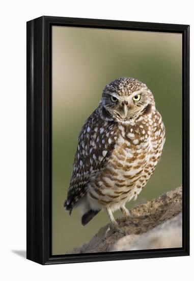 Burrowing Owl-Ken Archer-Framed Premier Image Canvas