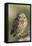 Burrowing Owl-Ken Archer-Framed Premier Image Canvas