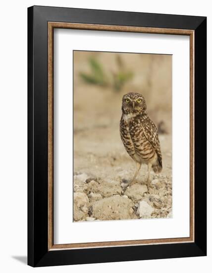 Burrowing Owl-Ken Archer-Framed Photographic Print