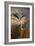 Burrowing Owl-Jai Johnson-Framed Giclee Print