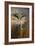 Burrowing Owl-Jai Johnson-Framed Giclee Print