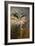 Burrowing Owl-Jai Johnson-Framed Giclee Print