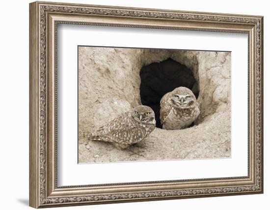 Burrowing Owls at nest entrance-Ken Archer-Framed Photographic Print