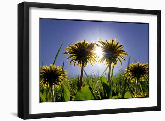 Bursting Through the Dandelions-Adrian Campfield-Framed Photographic Print