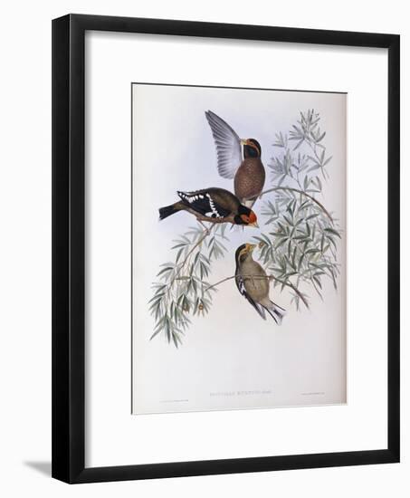 Burton's Grosbeak-John Gould-Framed Giclee Print