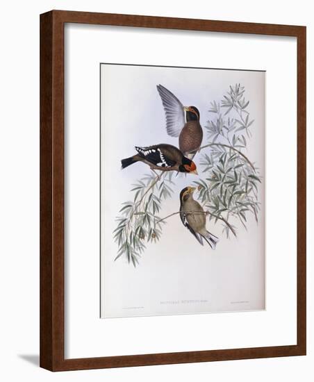 Burton's Grosbeak-John Gould-Framed Giclee Print