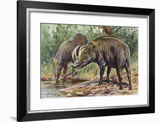 Buru Babirusa or Golden Babirusa (Babyrousa Babyrussa), Suidae-null-Framed Giclee Print