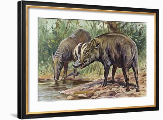 Buru Babirusa or Golden Babirusa (Babyrousa Babyrussa), Suidae-null-Framed Giclee Print