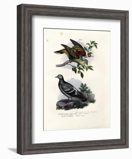 Buru Green Pigeon, 1864-null-Framed Giclee Print