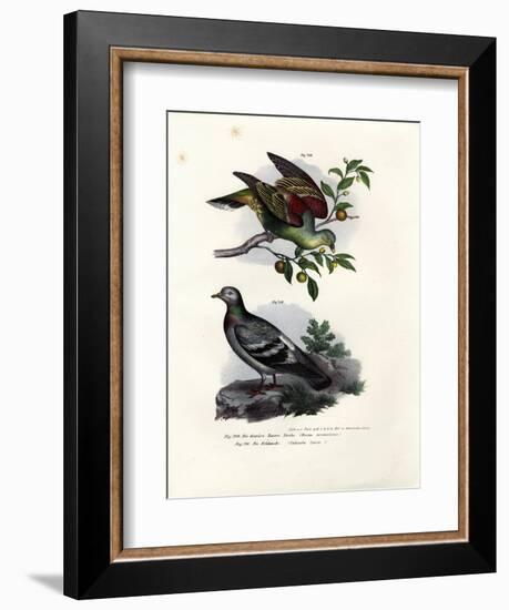 Buru Green Pigeon, 1864-null-Framed Giclee Print