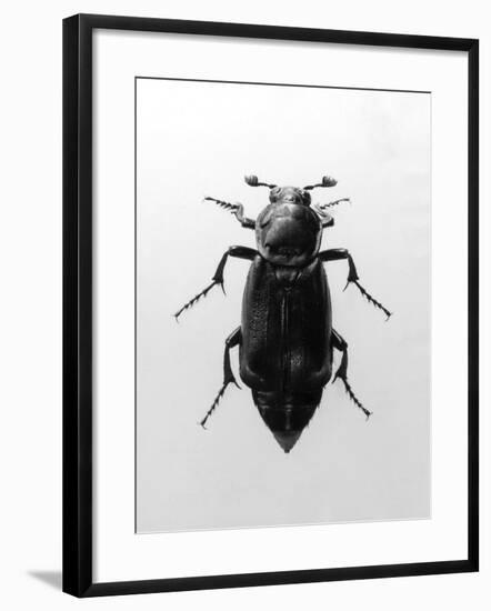 Burying Beetle-null-Framed Photographic Print