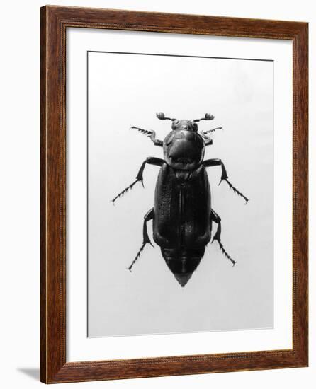 Burying Beetle-null-Framed Photographic Print