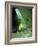 Bush Cricket Threat Display-Dr. George Beccaloni-Framed Photographic Print