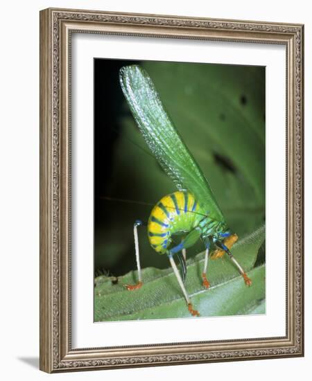 Bush Cricket Threat Display-Dr. George Beccaloni-Framed Photographic Print