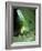 Bush Cricket Threat Display-Dr. George Beccaloni-Framed Photographic Print