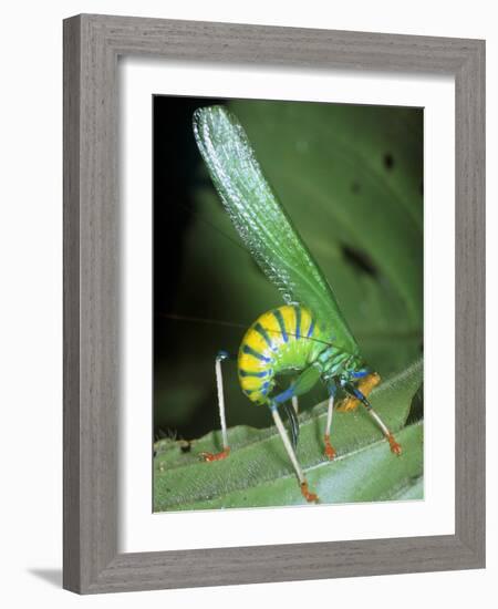 Bush Cricket Threat Display-Dr. George Beccaloni-Framed Photographic Print